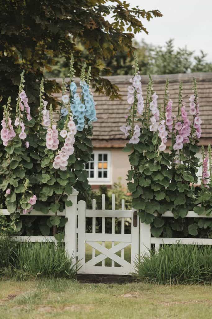 A white picket gate surrounded by tall pink and blue hollyhocks, with a cottage and trees in the background.
